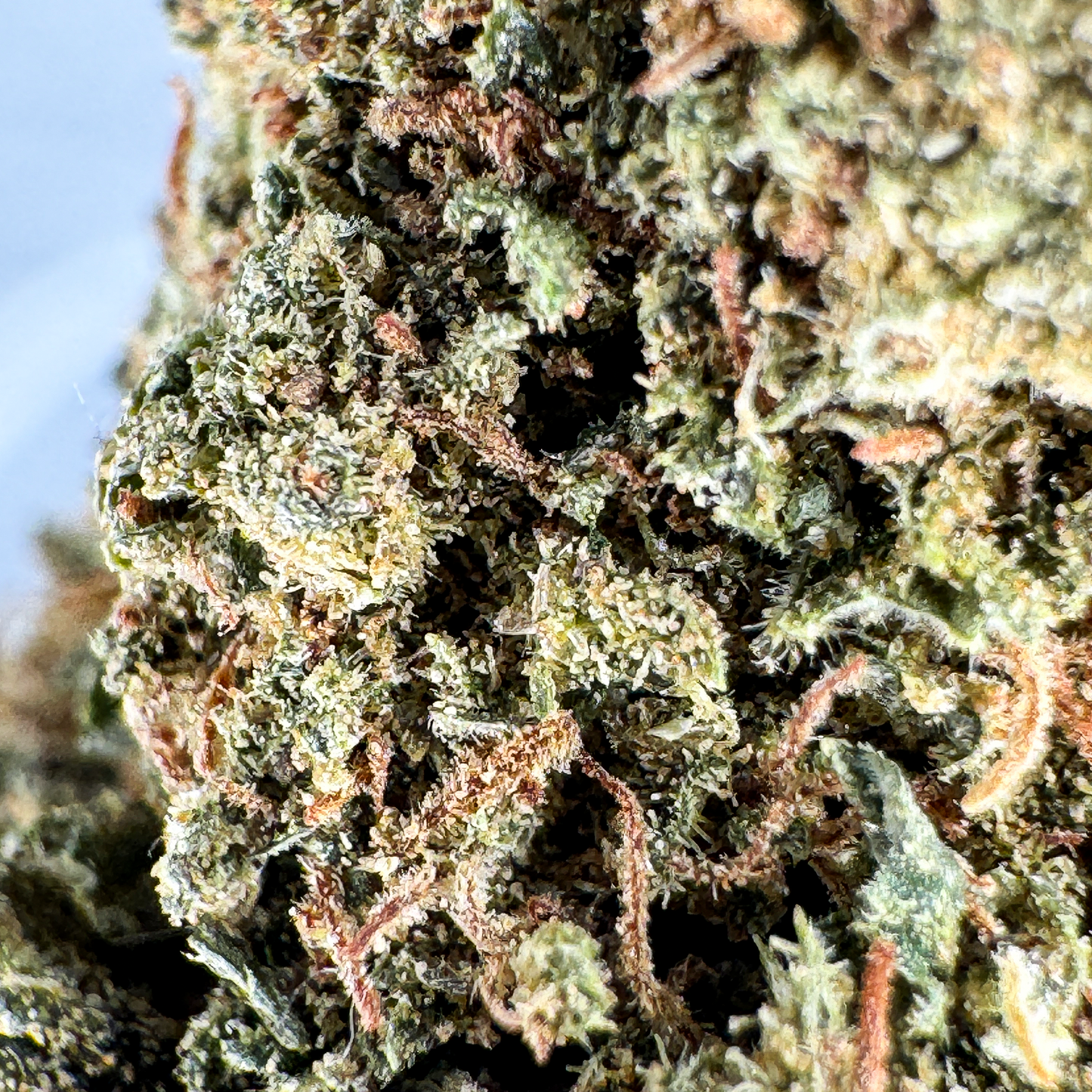 Orange Bud Bulk goods