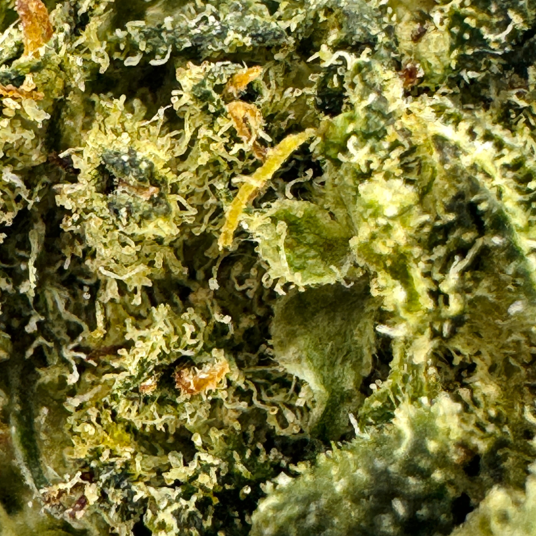 Berry Kush en vrac