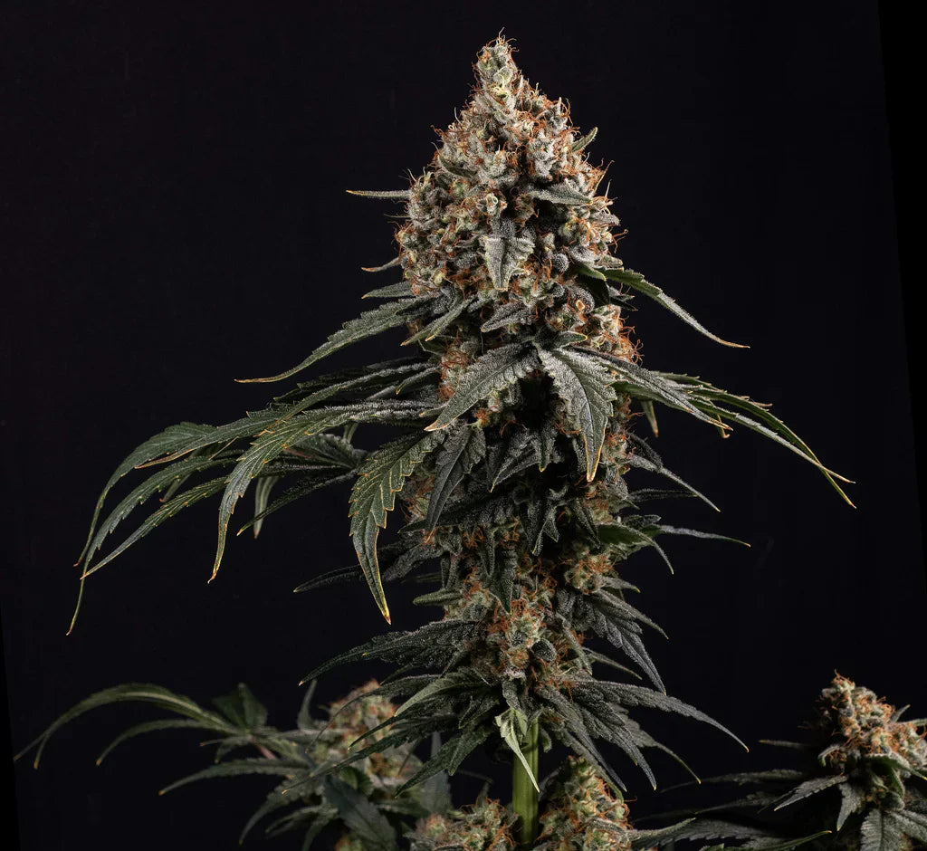 Amnesia Core Cut Steckling Steckling Lucky Hemp   