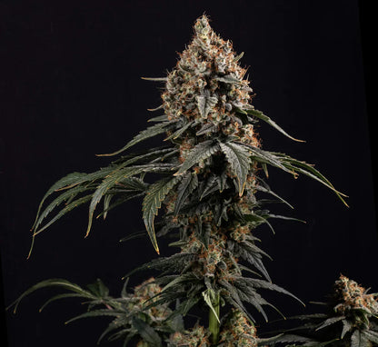 Amnesia Core Cut Steckling Steckling Lucky Hemp   