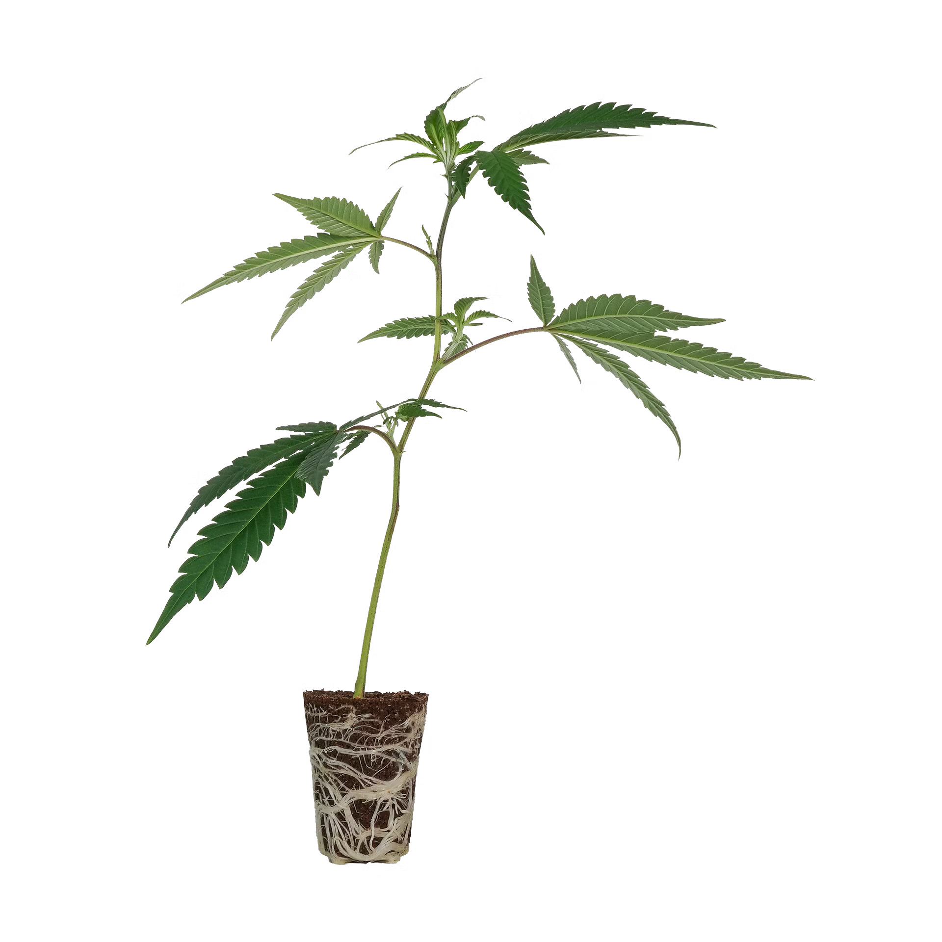 Gogurtz Steckling Steckling Lucky Hemp   