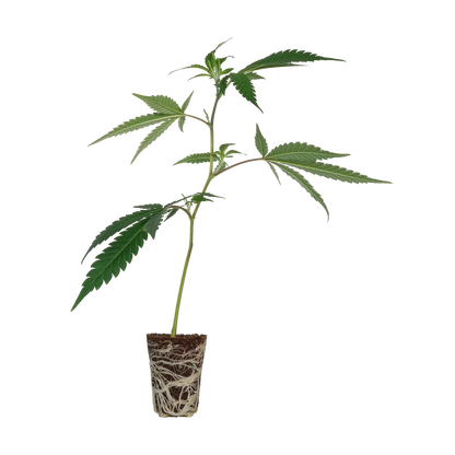 Gogurtz Steckling Steckling Lucky Hemp   