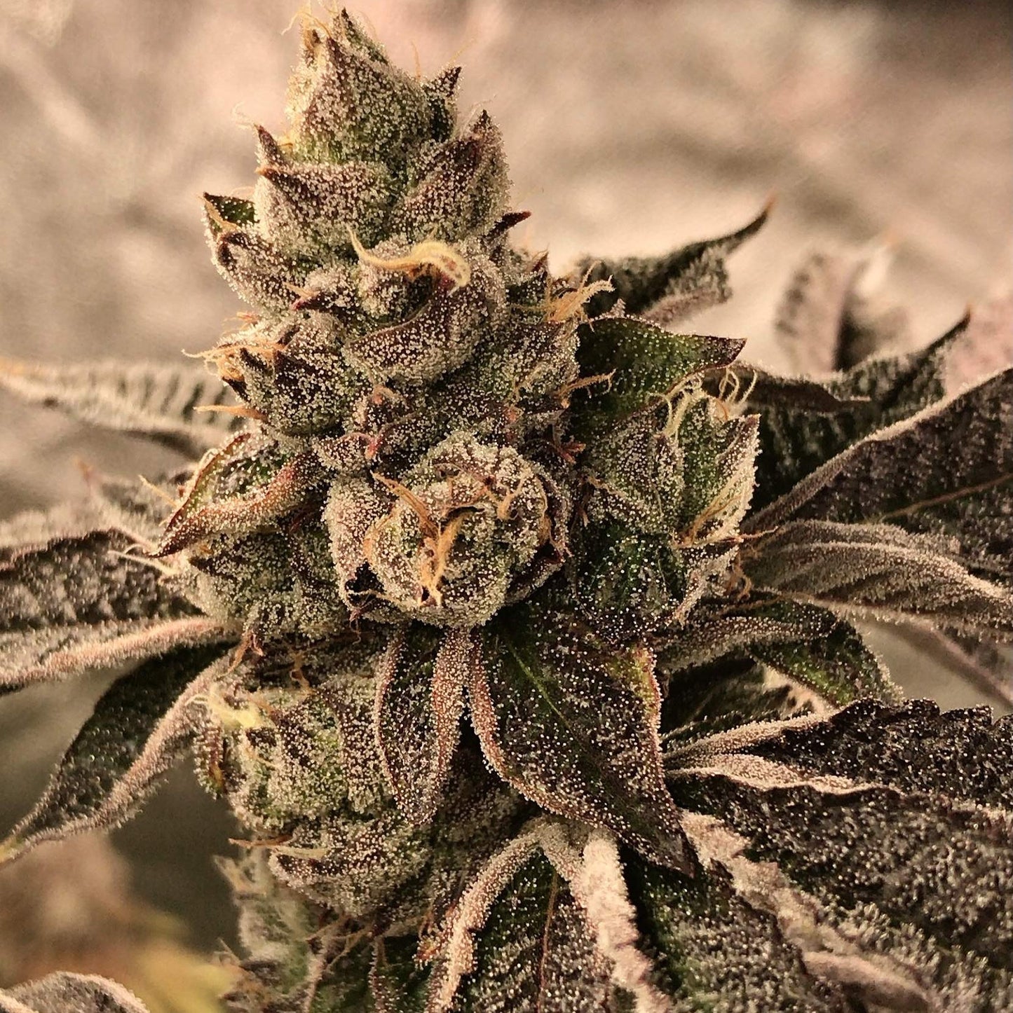 Cookies & Cream Samen Automatik Samen Lucky Hemp