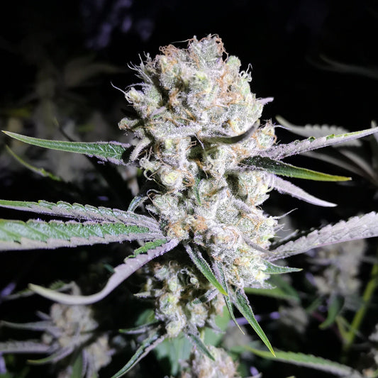 Cricitcal Samen Feminisiert  Lucky Hemp   