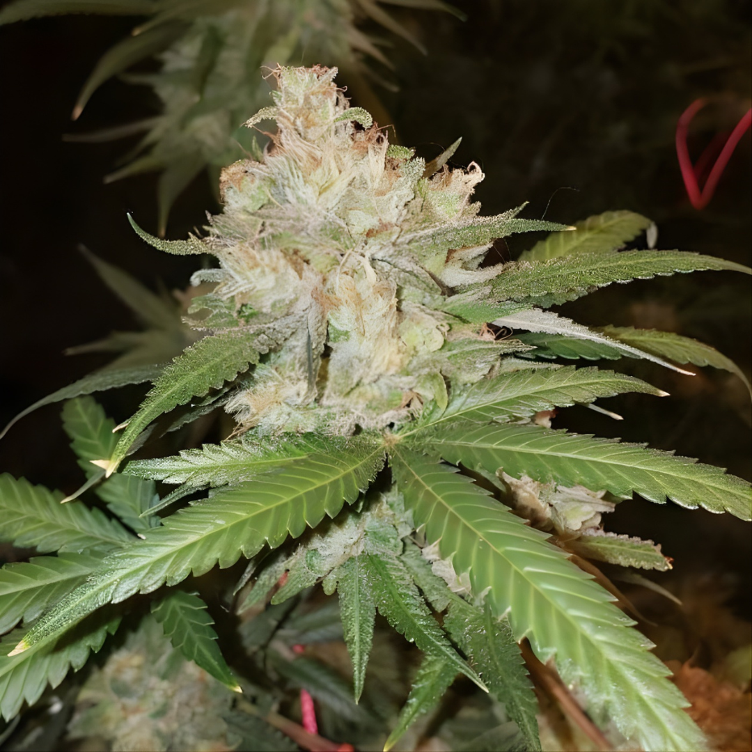 OG Kush Samen Feminisiert Samen Lucky Hemp