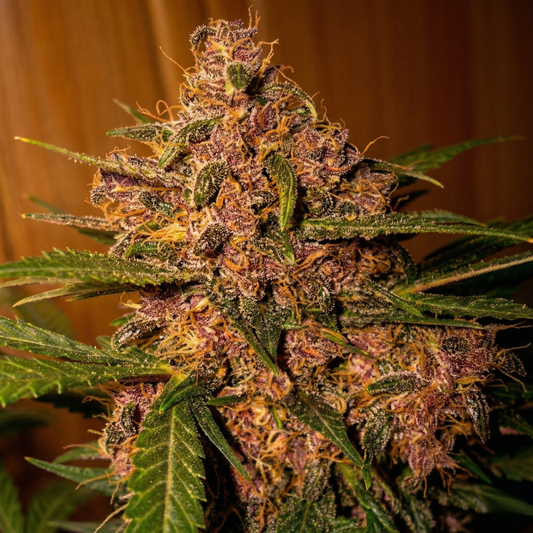 Z Cube 4 Samen Automatik Samen Lucky Hemp