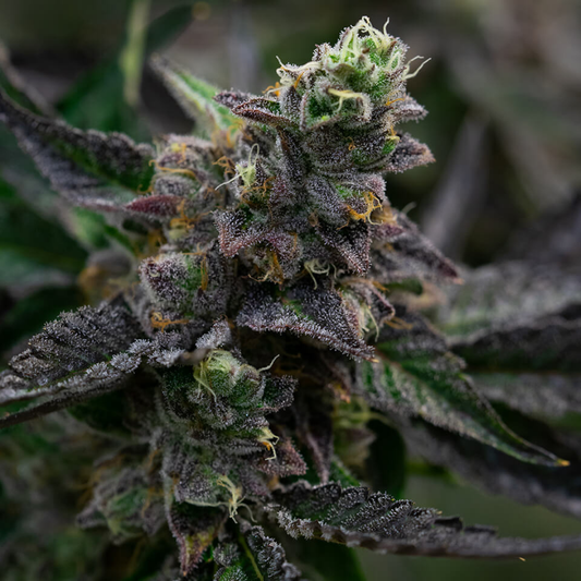 Wedding Cake (FAST Version) Samen Feminisiert Samen Lucky Hemp